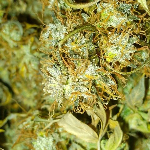 Verbotene Kirsche  growlog timeline photo