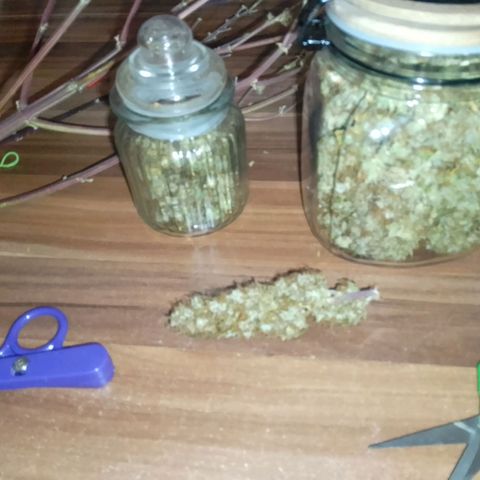 Verbotene Kirsche  growlog timeline photo