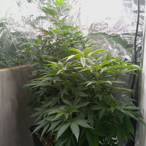 Steve's Stecklinge  growlog timeline photo