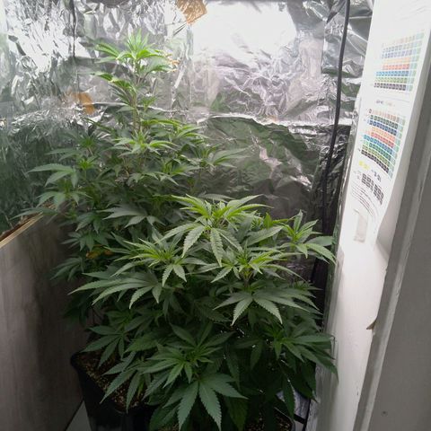 Steve's Stecklinge  growlog timeline photo