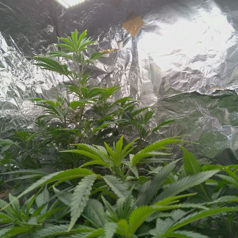 Steve's Stecklinge  growlog timeline photo