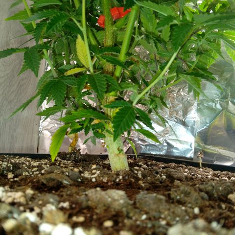 Steve's Stecklinge  growlog timeline photo