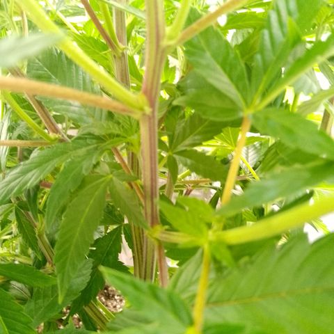 Steve's Stecklinge  growlog timeline photo