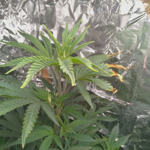 Steve's Stecklinge  growlog timeline photo