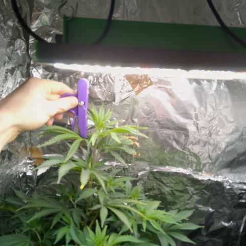 Steve's Stecklinge  growlog timeline photo