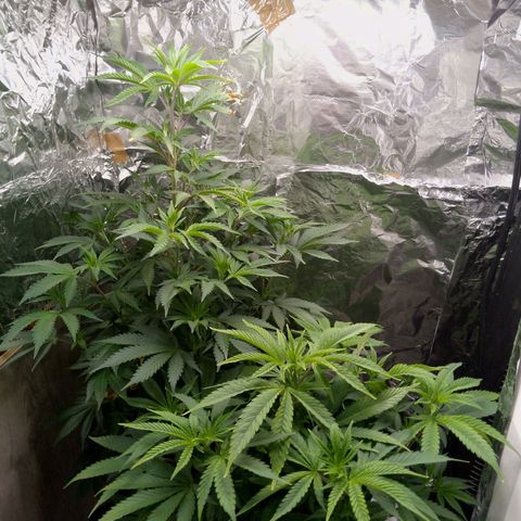 Steve's Stecklinge  growlog timeline photo