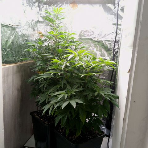 Steve's Stecklinge  growlog timeline photo