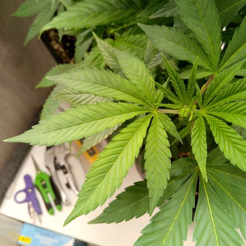 Steve's Stecklinge  growlog timeline photo