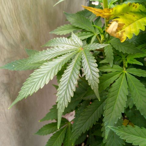 Steve's Stecklinge  growlog timeline photo