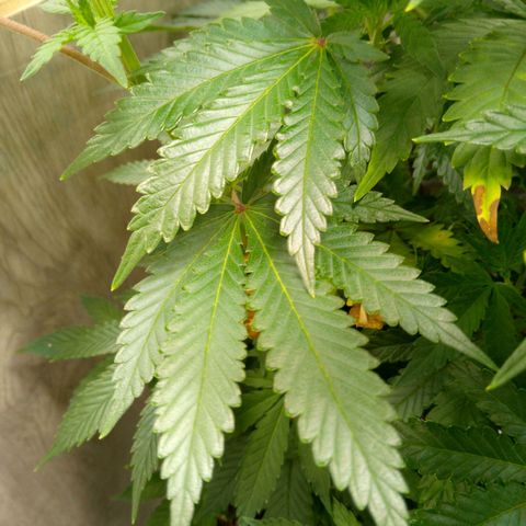 Steve's Stecklinge  growlog timeline photo