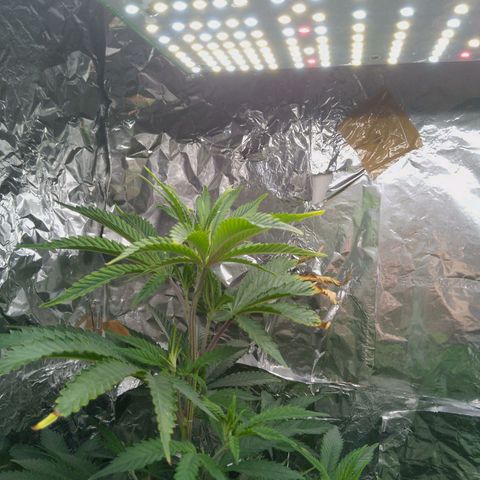 Steve's Stecklinge  growlog timeline photo