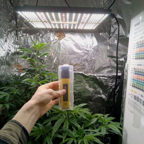 Steve's Stecklinge  growlog timeline photo