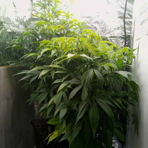 Steve's Stecklinge  growlog timeline photo