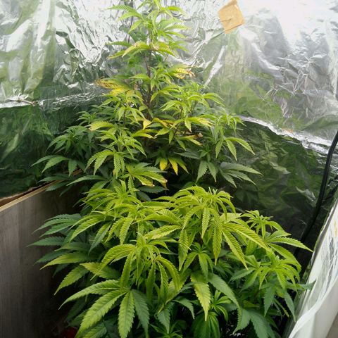Steve's Stecklinge  growlog timeline photo
