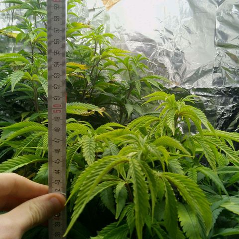 Steve's Stecklinge  growlog timeline photo