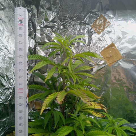 Steve's Stecklinge  growlog timeline photo