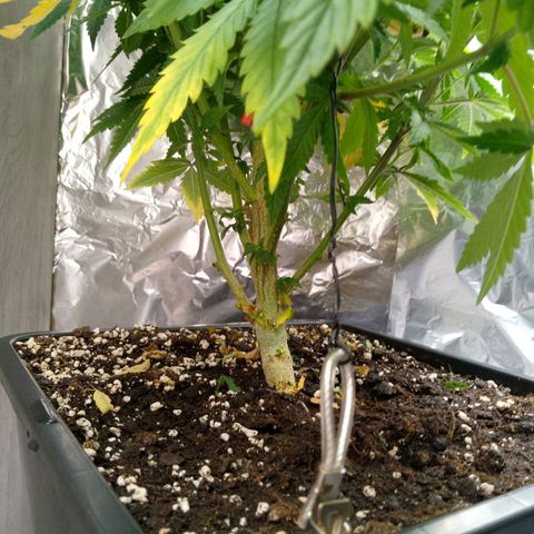 Steve's Stecklinge  growlog timeline photo