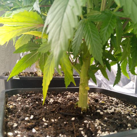 Steve's Stecklinge  growlog timeline photo