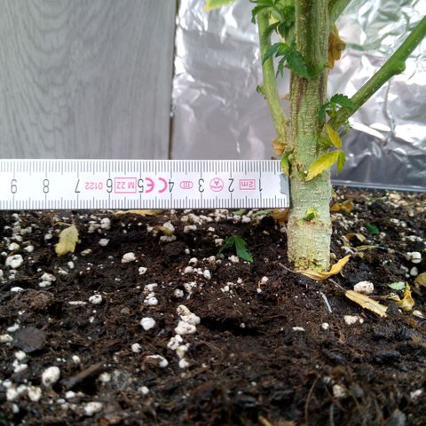 Steve's Stecklinge  growlog timeline photo