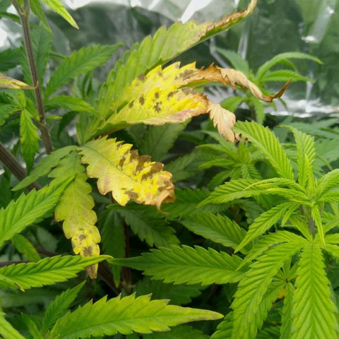 Steve's Stecklinge  growlog timeline photo