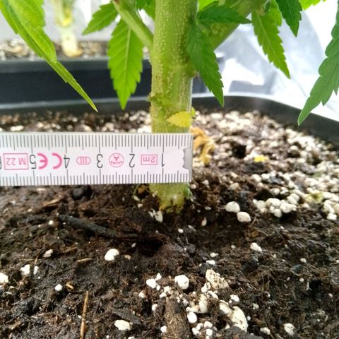 Steve's Stecklinge  growlog timeline photo