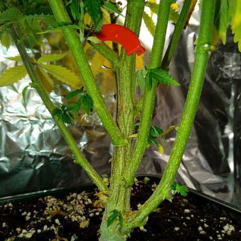 Steve's Stecklinge  growlog timeline photo