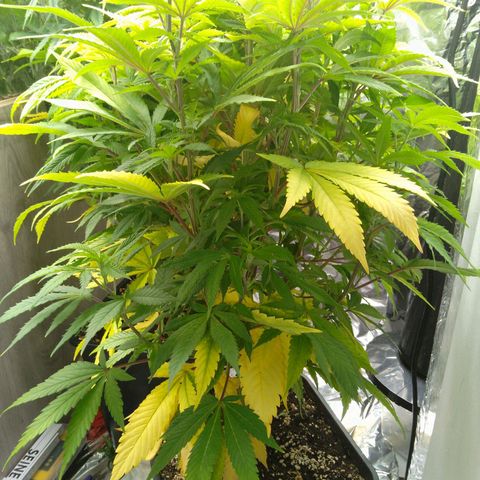 Steve's Stecklinge  growlog timeline photo