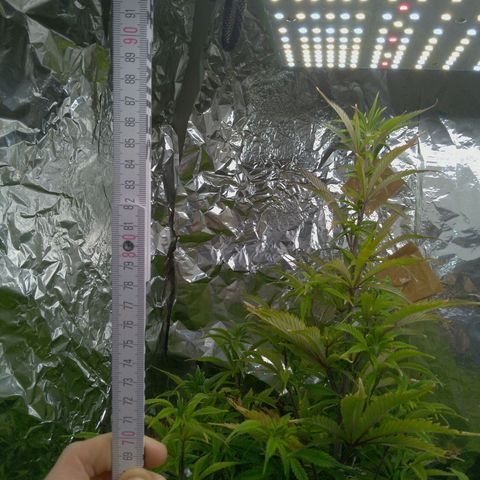 Steve's Stecklinge  growlog timeline photo