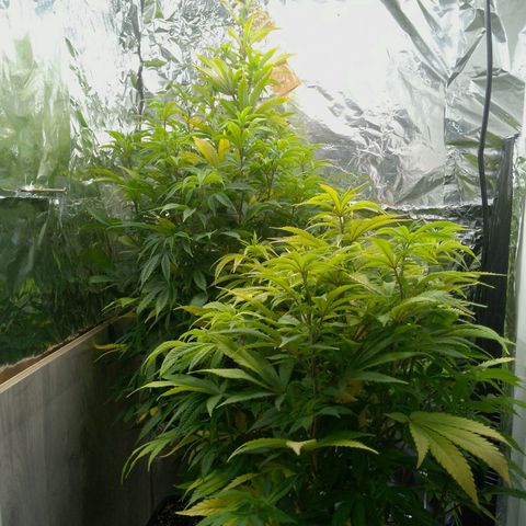 Steve's Stecklinge  growlog timeline photo