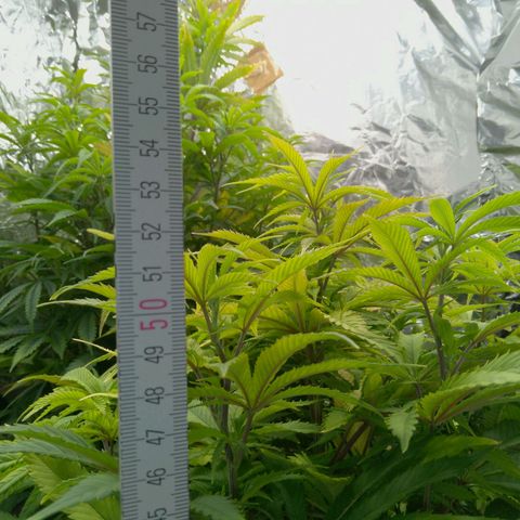 Steve's Stecklinge  growlog timeline photo