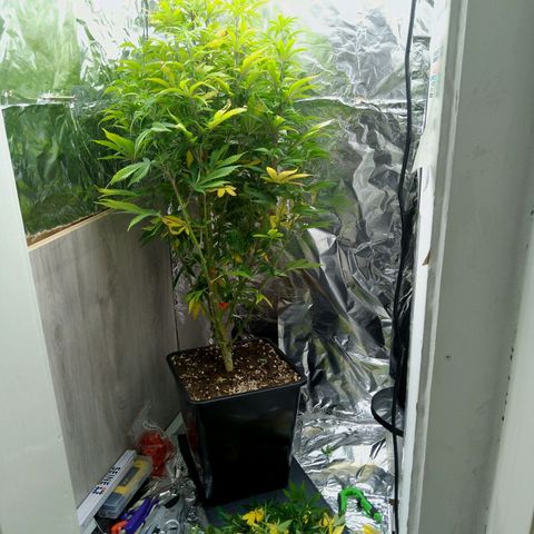 Steve's Stecklinge  growlog timeline photo