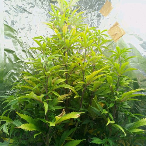 Steve's Stecklinge  growlog timeline photo