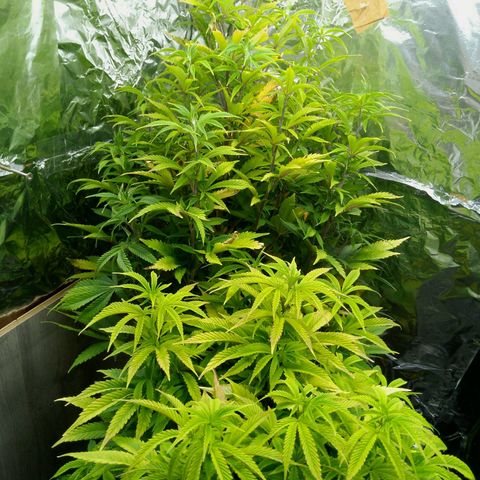 Steve's Stecklinge  growlog timeline photo