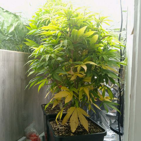 Steve's Stecklinge  growlog timeline photo