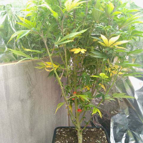 Steve's Stecklinge  growlog timeline photo