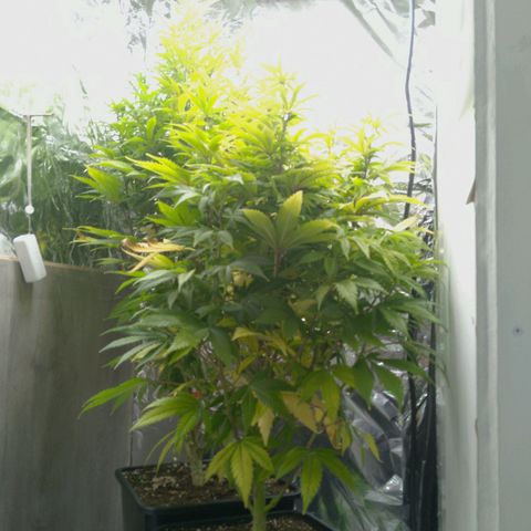 Steve's Stecklinge  growlog timeline photo