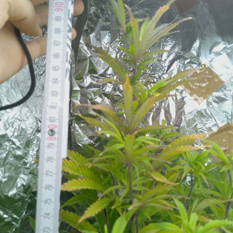 Steve's Stecklinge  growlog timeline photo