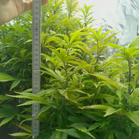 Steve's Stecklinge  growlog timeline photo