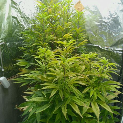Steve's Stecklinge  growlog timeline photo