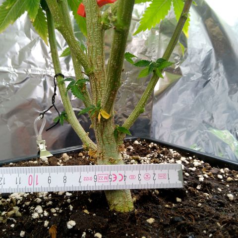 Steve's Stecklinge  growlog timeline photo