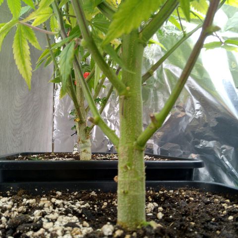 Steve's Stecklinge  growlog timeline photo