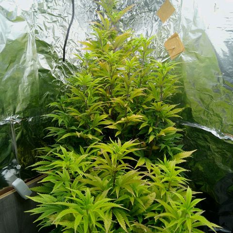 Steve's Stecklinge  growlog timeline photo