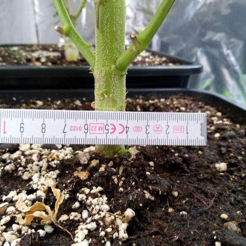 Steve's Stecklinge  growlog timeline photo