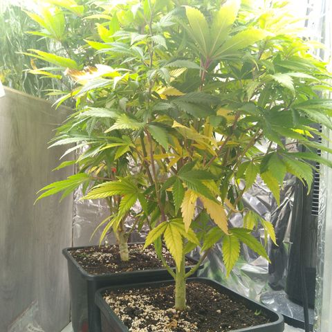 Steve's Stecklinge  growlog timeline photo