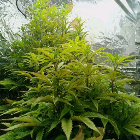 Steve's Stecklinge  growlog timeline photo
