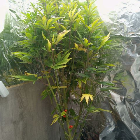 Steve's Stecklinge  growlog timeline photo