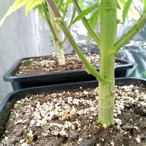 Steve's Stecklinge  growlog timeline photo