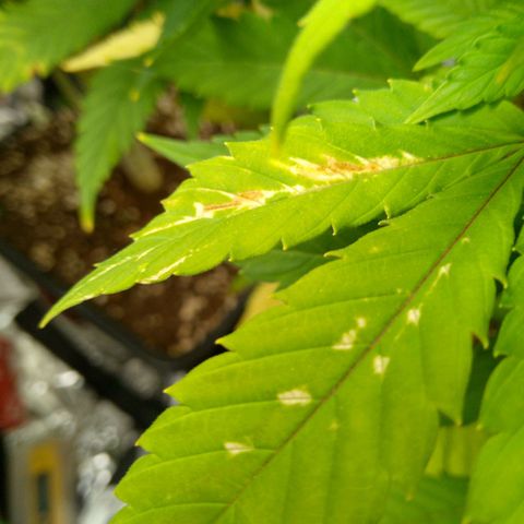 Steve's Stecklinge  growlog timeline photo