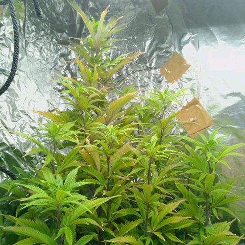 Steve's Stecklinge  growlog timeline photo