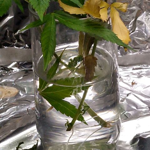 Steve's Stecklinge  growlog timeline photo